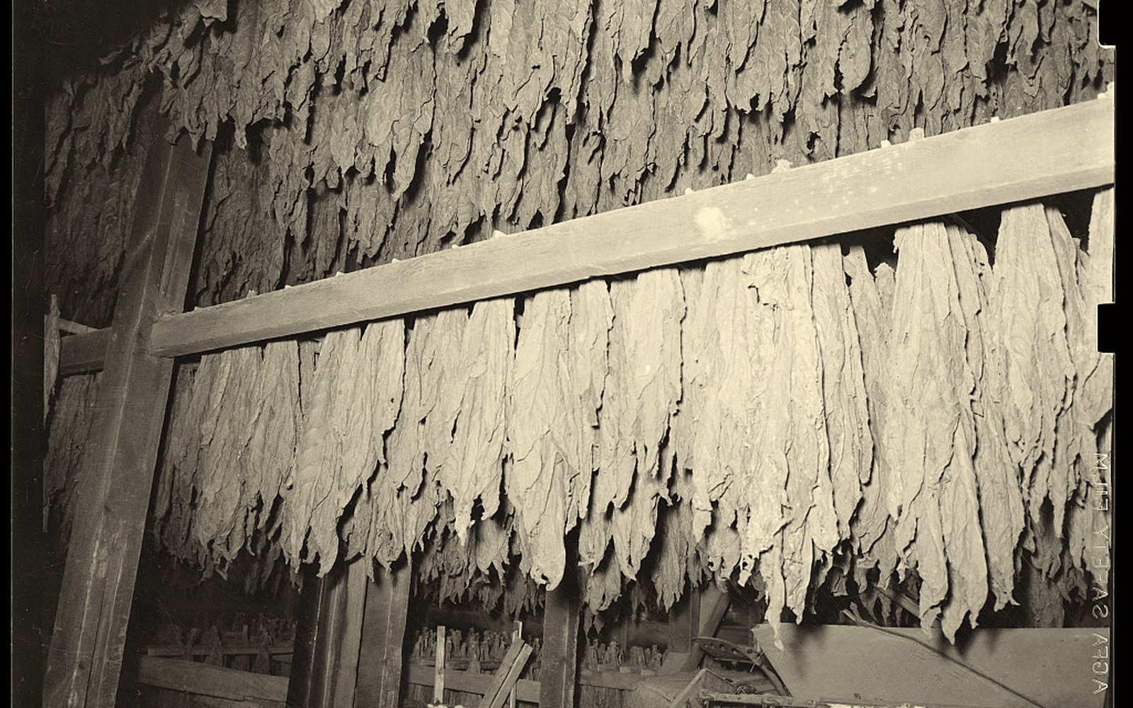 Tobacco leaves hanging in a curing barn